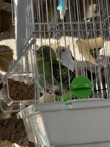 أم أنني سوف أدْعك؟