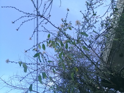 ألّا ينتظرَ الربيعُ مَجيئي