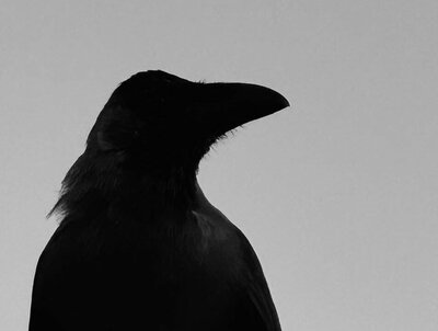 الكتابة في خطر