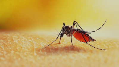 لسعات البعوض